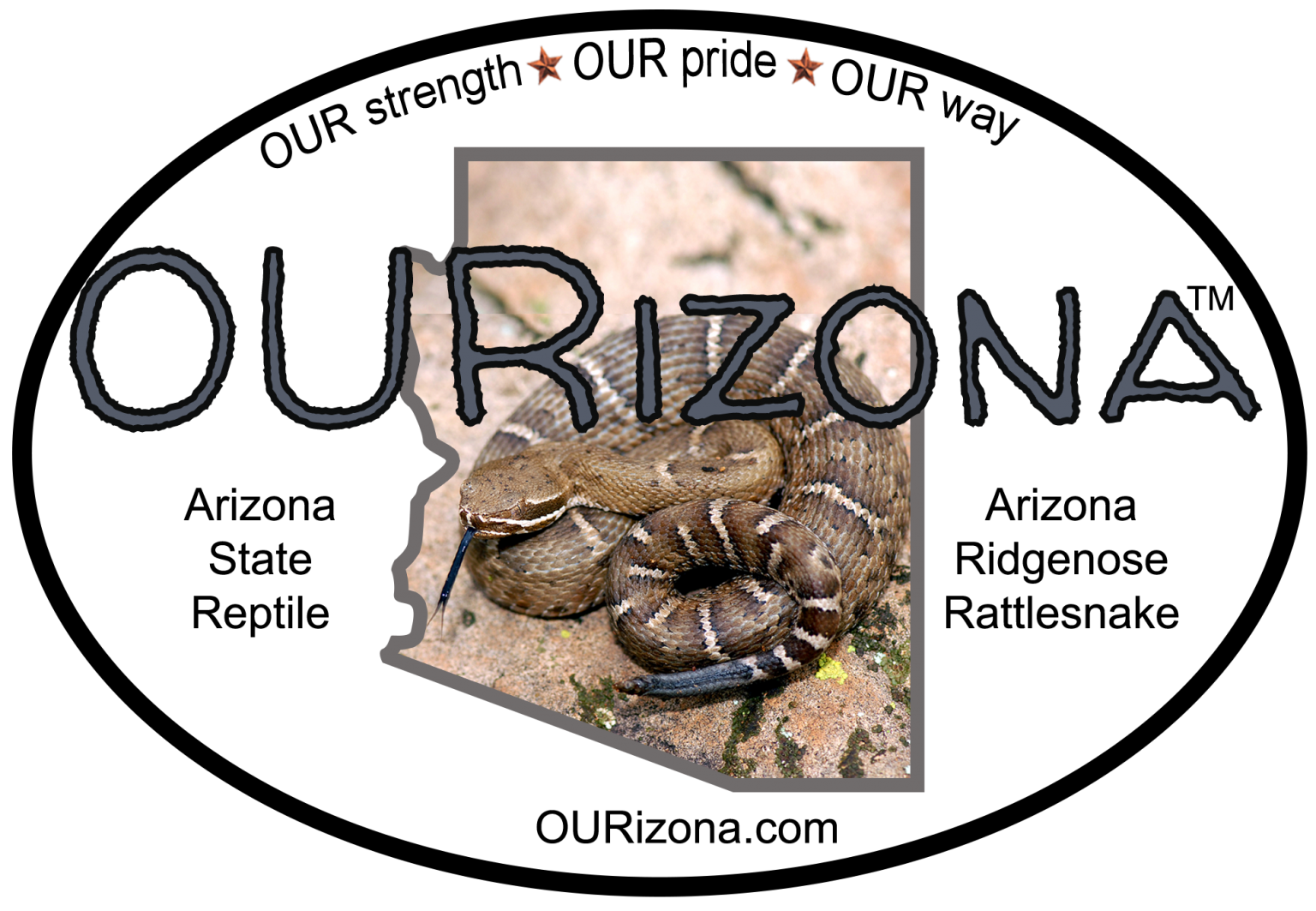 Arizona Ridgenose Rattlesnake Decal – OURizona